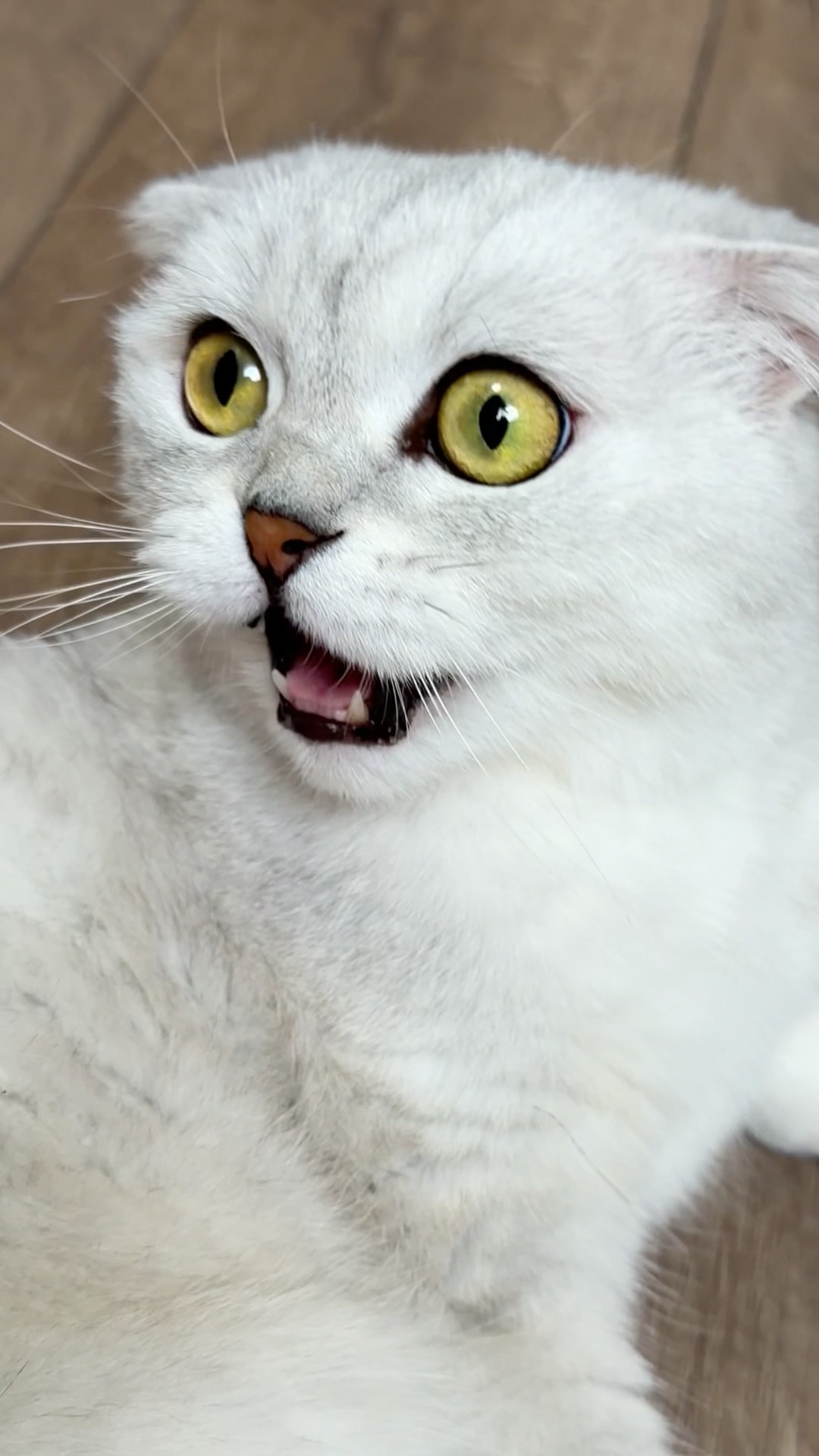 SONYA!🙀 #cat #funny - YouTube