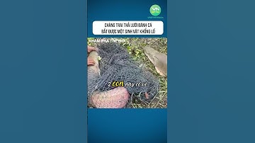 Chàng trai thả lưới đánh cá bắt được một sinh vật khổng lồ #shorts #khamphathegioithuvi