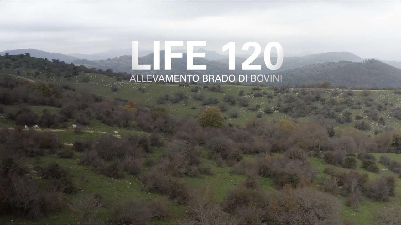 Allevamento allo Stato Brado di Bovini - Filiera Etica Life 120