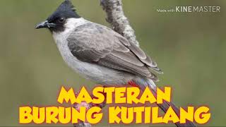 MASTERAN BURUNG KUTILANG FULL ISIAN