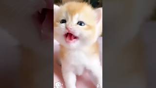 Cute Kittens Meowing  #shorts