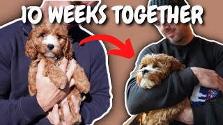 Cavapoo Puppy 10 Weeks Journey: Our Experience So Far
