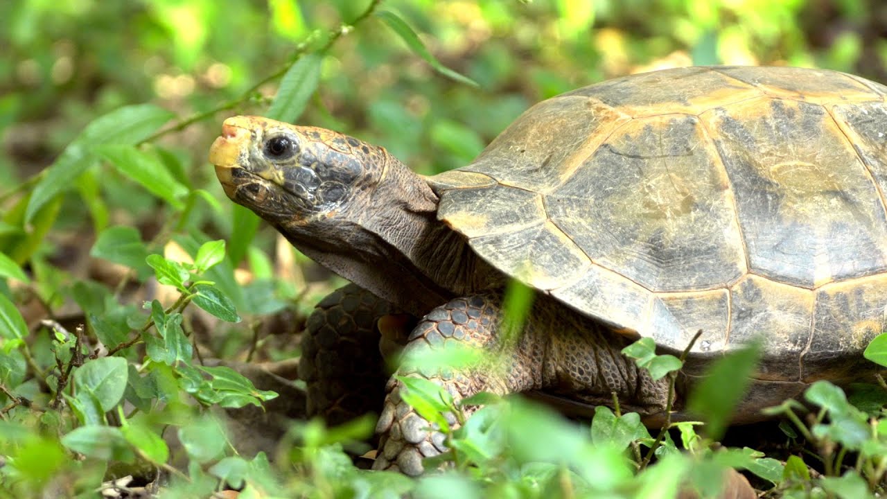 Wuliang Mountains Series | Episode 7: Impressed Tortoise