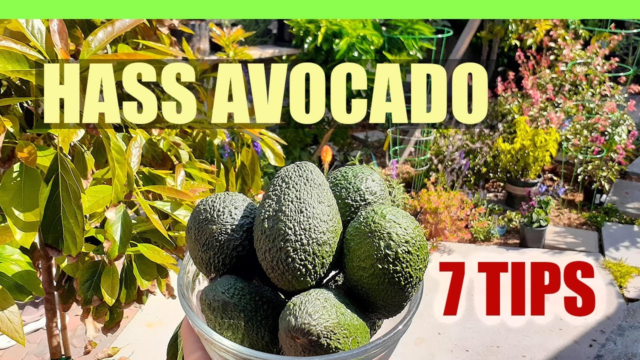 (7) Hass Avocado Growing Tips You Should Know! - Plus 1St Harvest On New Tree By The Beach In Socal