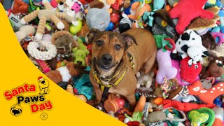 Rescue Dogs Waiting To Be Adopted Choose Their Own Christmas Gift - Santa Paws Day 2025