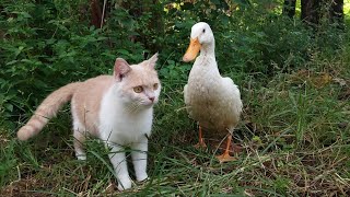 A great and meaningful story of cat and duck friendship🥰 Cute animal videos🐈🦢❤️ by Cat kucing 1,994 views 1 month ago 7 minutes, 45 seconds