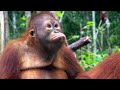 view Baby Orangutans Deal with Back-to-School Jitters digital asset number 1