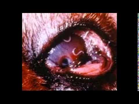 Can Parasites Cause Bleeding In Dogs Stomach Can Parasites Cause Bleeding In Dogs Stomach