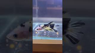 Lovely Fish Video Short Beautiful Betta Fish Ep 29