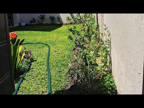 11 November 2025 Garden Trending Flowerarrangement