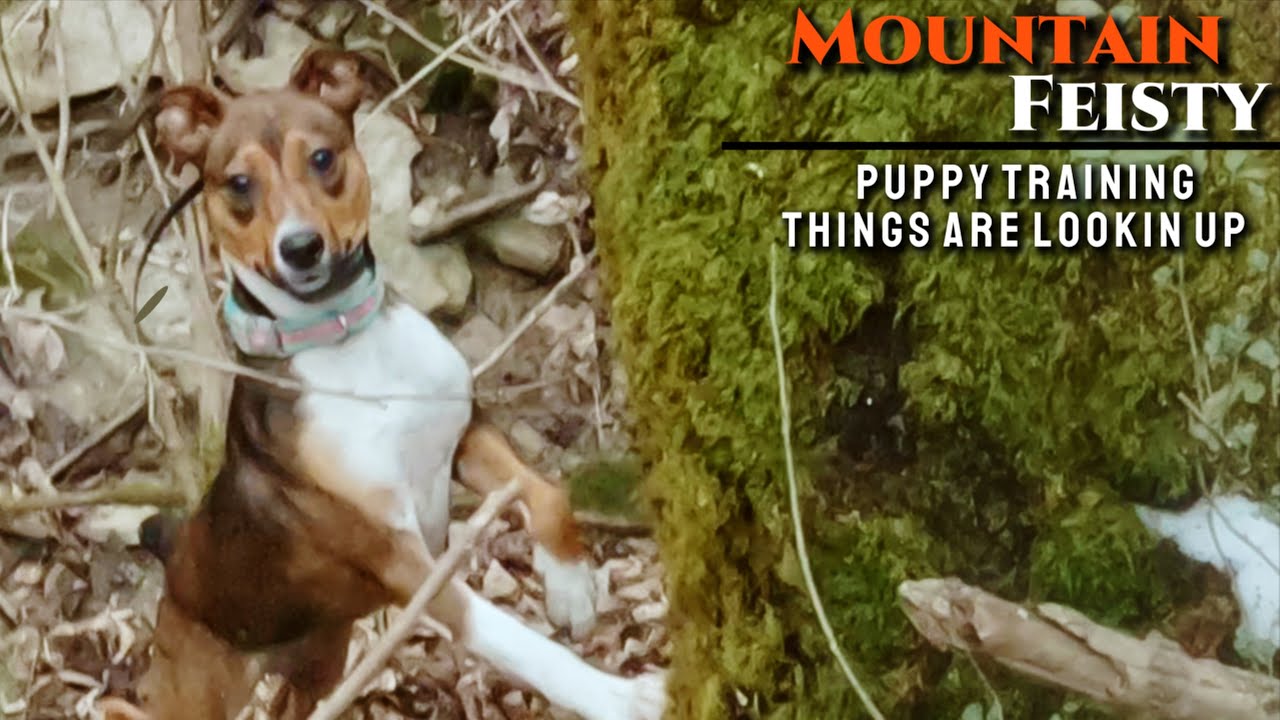 Beginner Mountain Feist Training - Things Are Looking UP!