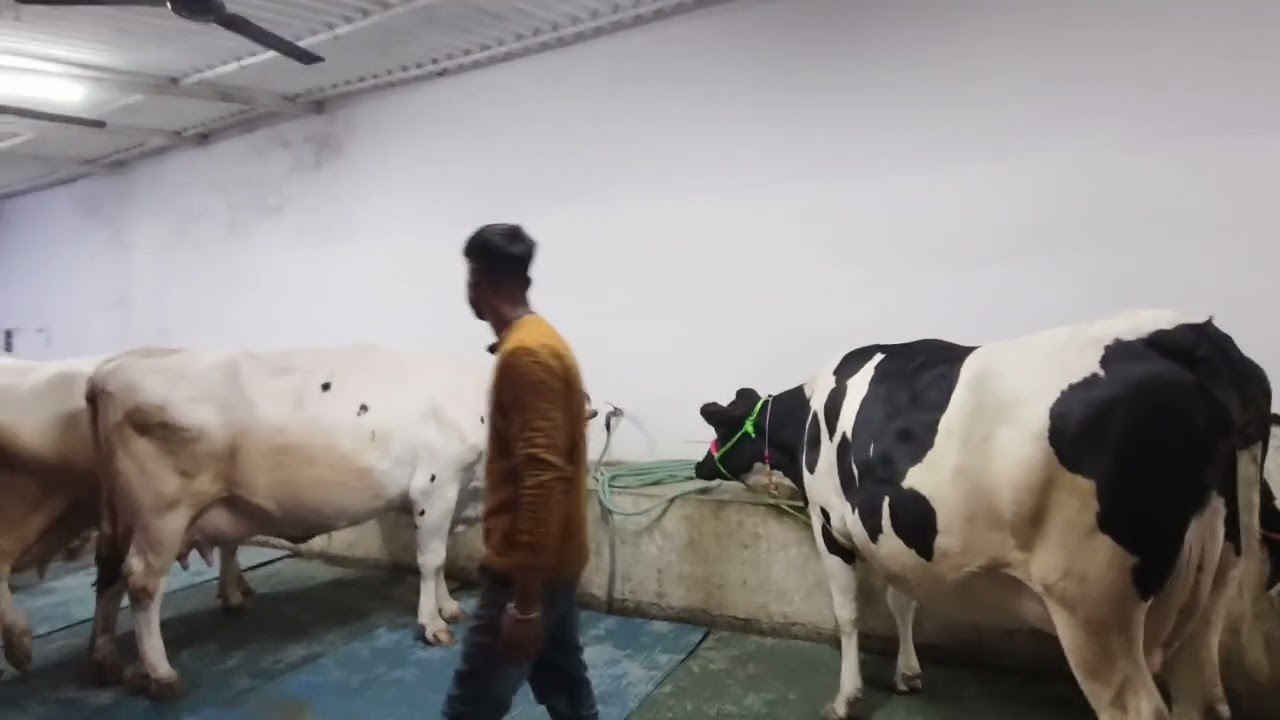 यादव डेयरी फार्म सोहावल अयोध्या 🐄🐄🐄🐄🐄🐄