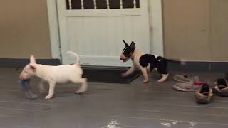 Adorable Tri-Colored Bull Terrier Female Puppy