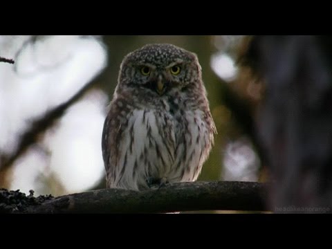 Февраля открытки, гифка совы моргают