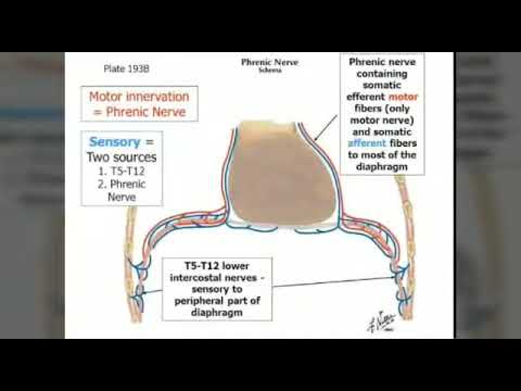 Video: Ala-arvoisten Phrenic-valtimoiden Anatomia, Toiminta Ja Kaavio - Vartalokartat