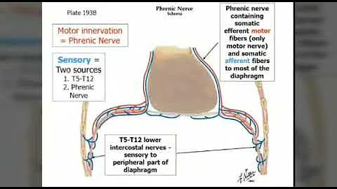 The Lifeline of Breathing: Top 10 Things About the Phrenic Nerve
