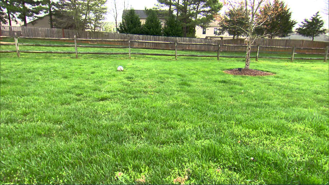 Spring lawn care YouTube