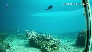 Metamorfosa underwater view 3