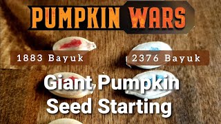 Giant Pumpkin Seed Starting tips