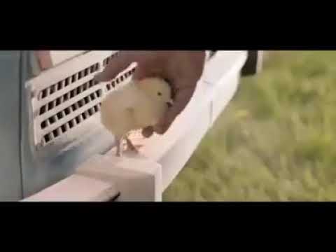 الكتكوت دة الى اخترع زمارة العربية