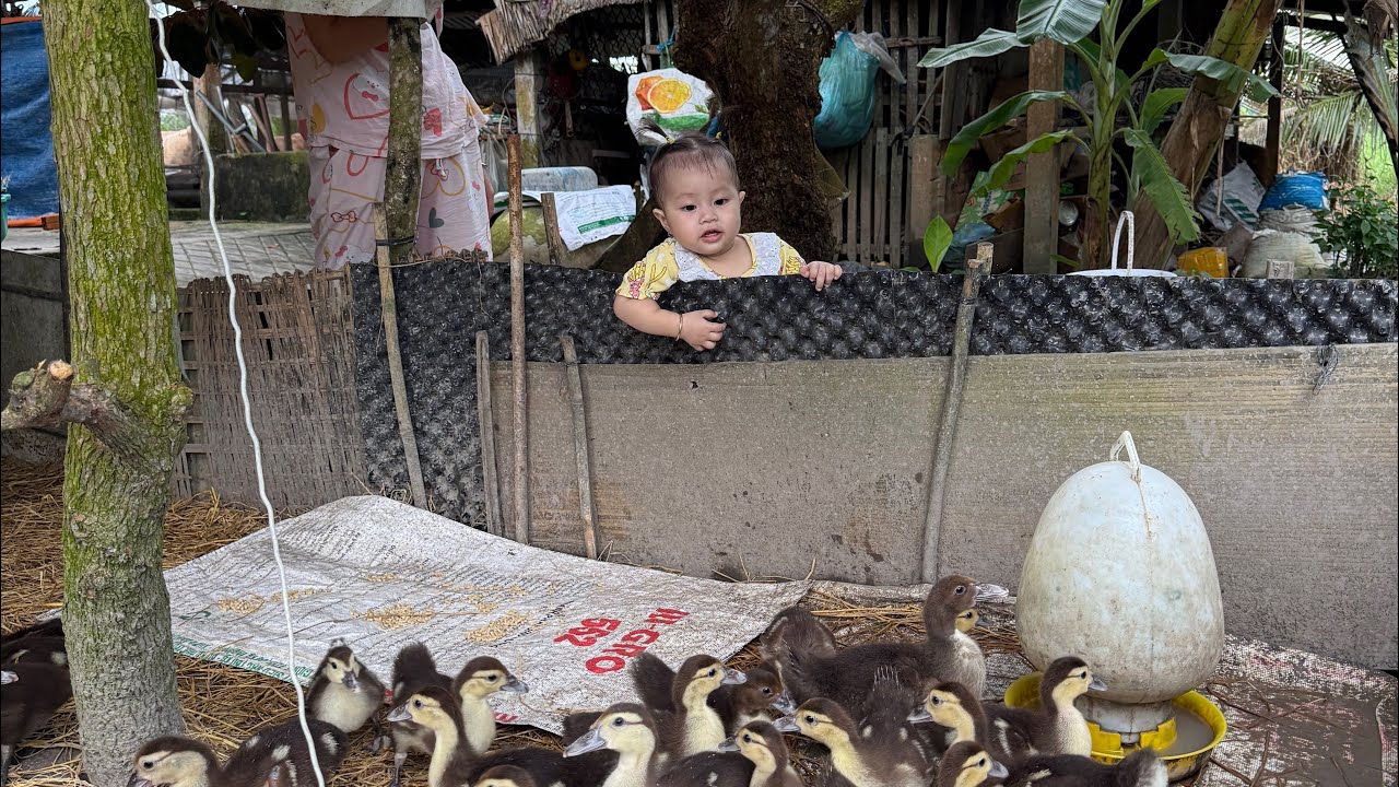 Thị Na 14 tháng về chơi nhà ông Tư có con vịt con bò Na thích lắm 