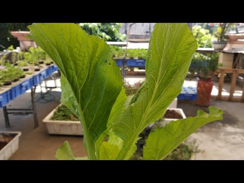 Video trồng thủy canh tĩnh cần lưu ý để rau lớn nhanh - youtube