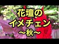 【ガーデニングを楽しもう！】花壇の植え替え。秋のお花とガーデン雑貨でフロントガーデンに秋色花壇を作ります。ヒューケラ・カルーナ・千日紅等・・・