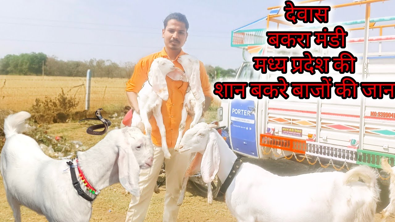 Dewas Bakra Mandi 20 March 2025