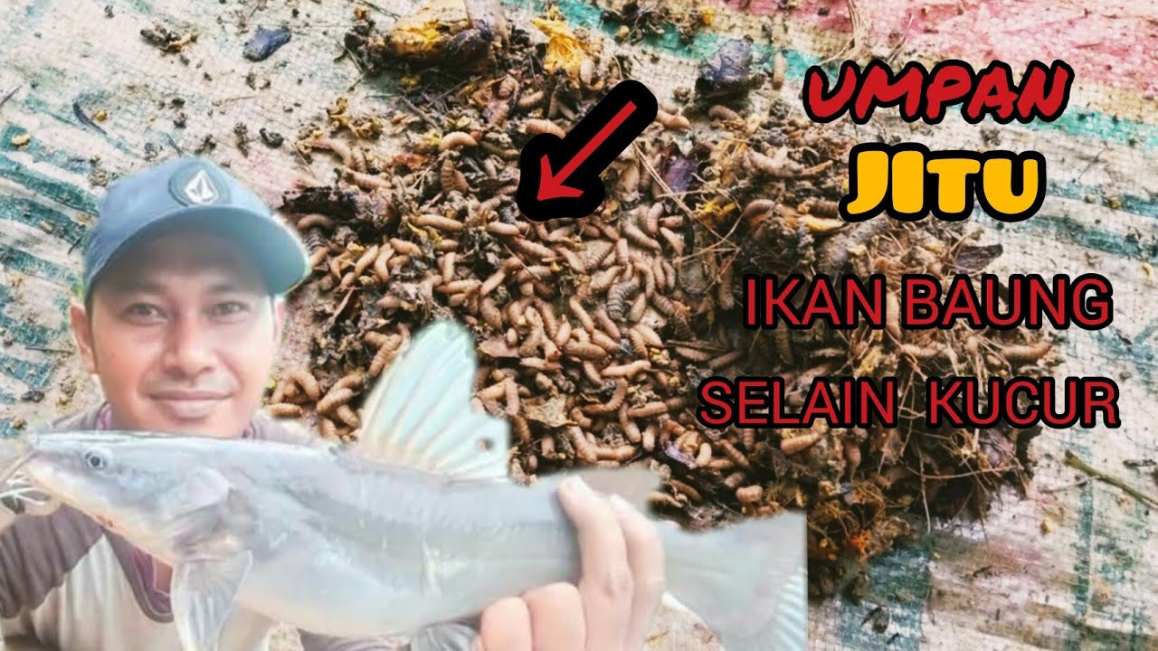 UMPAN JITU UNTUK MANCING IKAN BAUNG SELAIN KUCUR DAN CACING TANAH