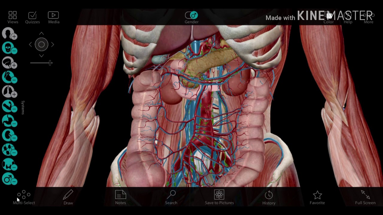 Arrangement of abdominal viscera YouTube