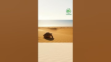 เต่าที่ทะเลทรายซาฮารา 🐢🌵 #funnyturtle #turtloop #animation #shorts  #loopvideo