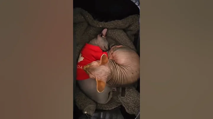 Watch the video about Big Brother Watching Over Sleeping Kitten. ❤️ #sphynx #sleep #brother #sibblings #love