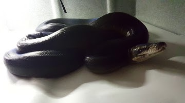 Motley Goldenchild het Albino Reticulated Python