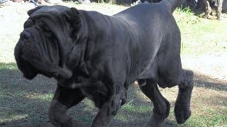 Собаки породы Мастиф! Mastiff dog breed! Собаки породы Мастиф! Mastiff dog breed!