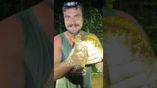 LARGEST toad in the World 🌎