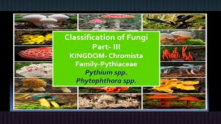 Kingdom- CHROMISTA #Pythiaceae #Phytophthora #Pythium