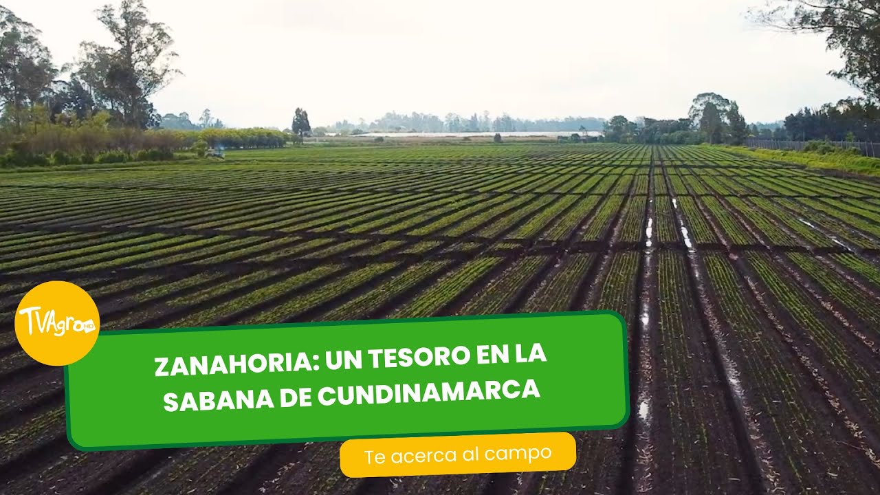 Zanahoria un tesoro en la sabana de Cundinamarca - TvAgro por Juan Gonzalo Angel Restrepo