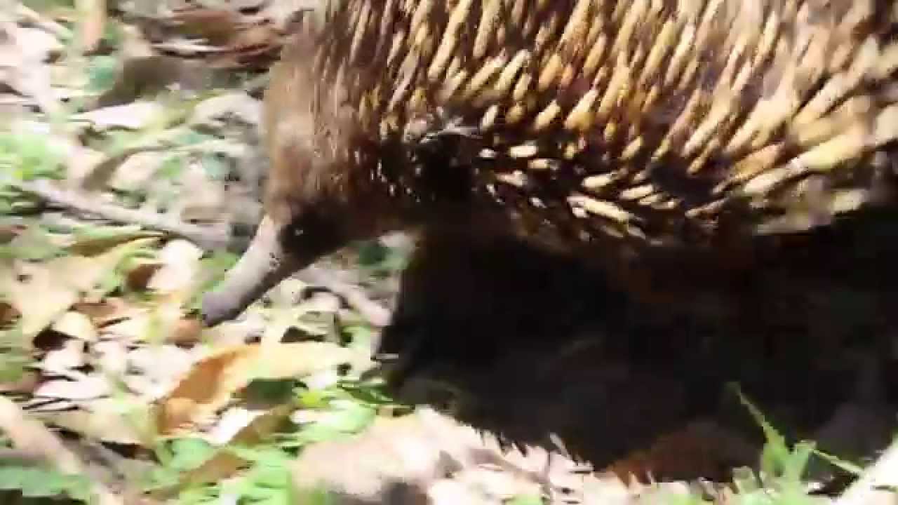  Echidna  YouTube