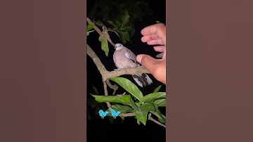 NANGKEP BURUNG PERKUTUT 🐦 akhirnya kena guys #shorts