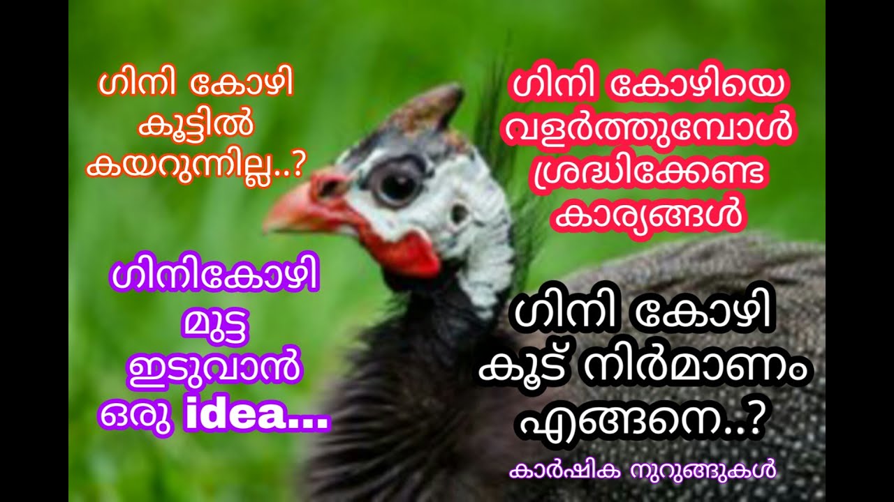 Guinea Fowl | ഗിനി കോഴി വളർത്തൽ