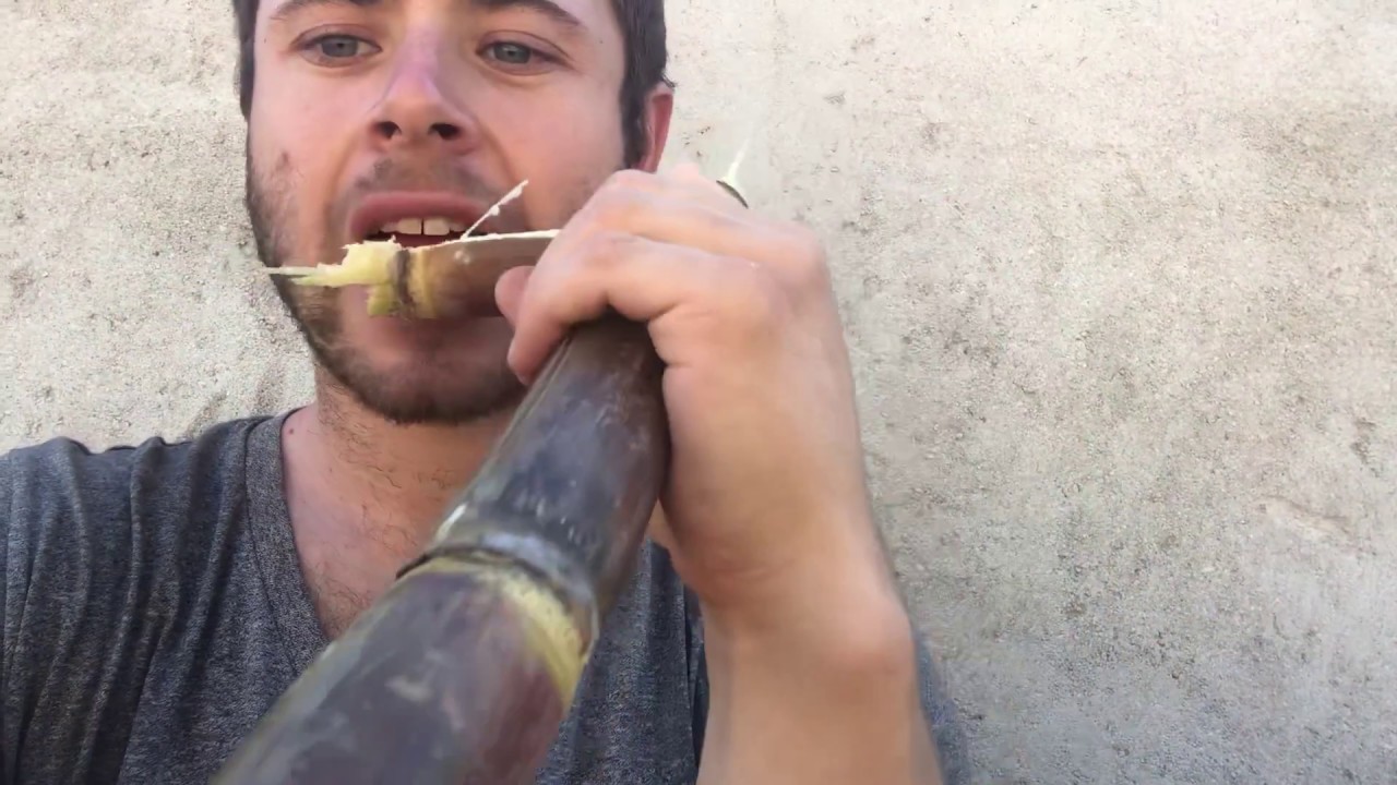 Eating Sugar Cane Stalk With My Bare Teeth YouTube