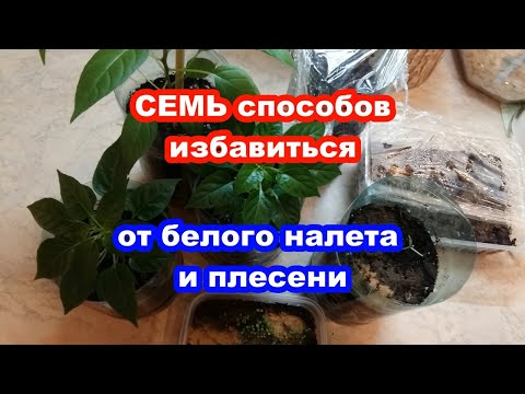 БЕЛЫЙ НАЛЕТ И ПЛЕСЕНЬ на грунте  | СЕМЬ СПОСОБОВ ИЗБАВИТЬСЯ