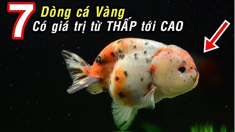7 dòng cá VÀNG ( cá ba đuôi )  được nuôi phổ biến nhất!