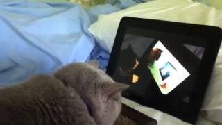 Catception