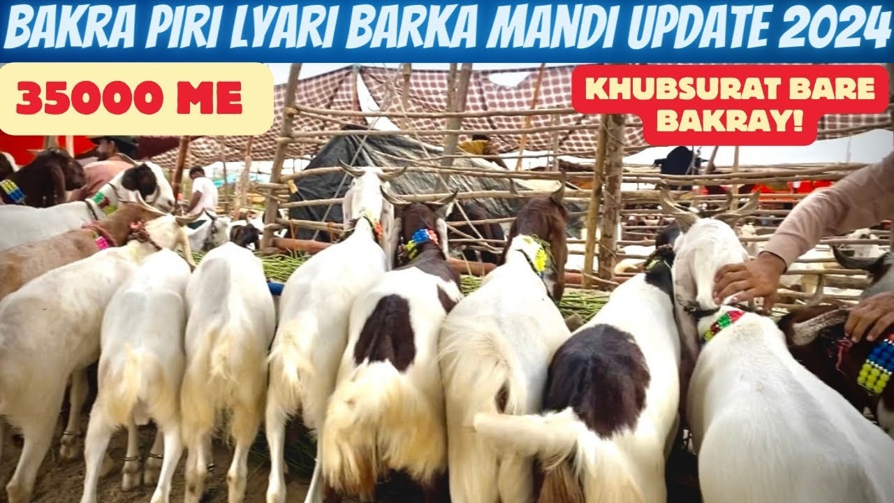Lyari Bakra Piri Bakra Mandi Update 2024 Baray Or Khubsurat Bakray Sirf ...