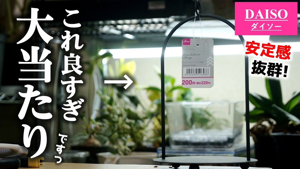 やっと見つけた…！100均神アイテムであの観葉植物がお洒落に飾れる件♪【エアプランツ】
