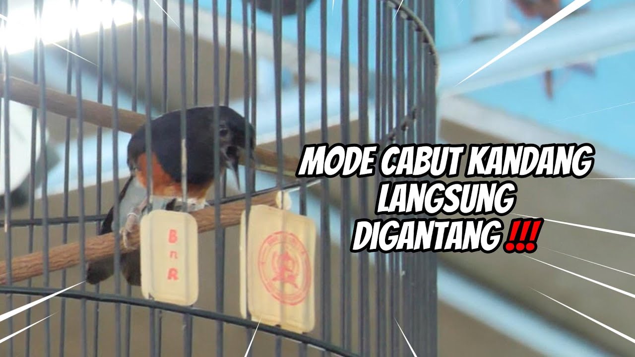 BETINANYA ANGKREM JANTANNYA GAS LOMBA !! SALAH SATU TRAH TERBAIK ANAKAN LANGSUNG TAMPIL DI USIA MUDA