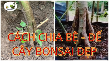 Cách tạo bệ- đế cây cảnh đẹp | How to create a beautiful bonsai tree | Rùa Bonsai