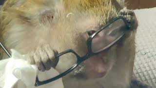 Eye Spy A Macaque Monkey Named Abby Louise