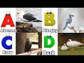 ABC Song | Birds ABC Song | Phonics for Kids| Learn ABC, Baby | Alphabet Letters